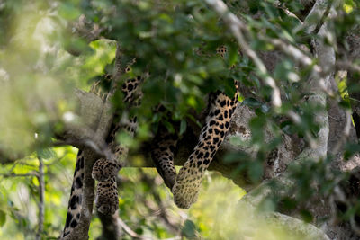 Low angle view of giraffe in forest
