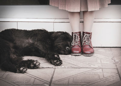 Low section of person with dog on floor at home