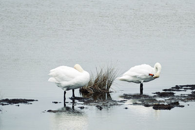 White birds on a lake