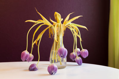 Wilted tulip flowers in vase on table