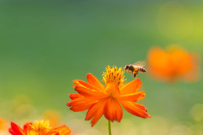 Close-up of bee pollinating on flower