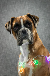 Close-up portrait of dog looking at camera