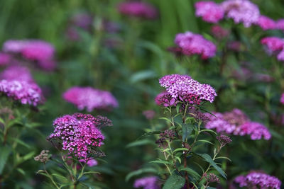 Close-up of pink flowering plants