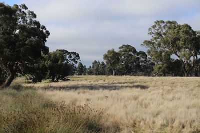 Trees on field against sky