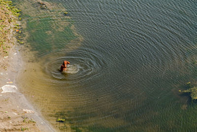 High angle view of duck swimming in lake