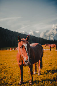 Horse standing in a field