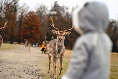 Little girl toddler feeding the deers in the castle park