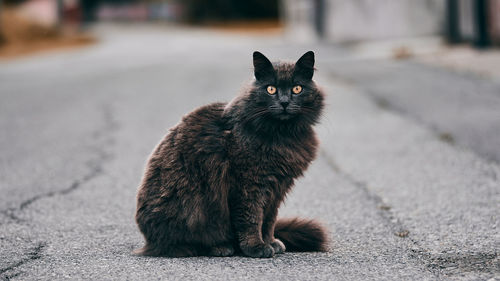 Portrait of cat sitting on street