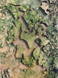 High angle view of plants growing on land