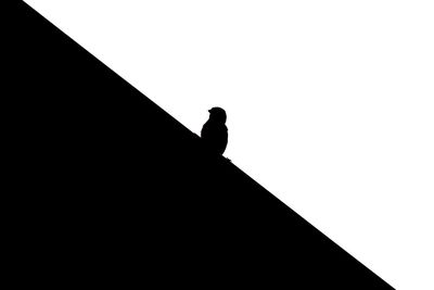Low angle view of silhouette bird perching on the sky