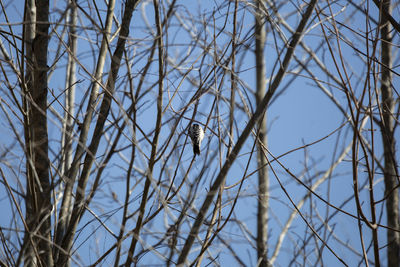 Low angle view of bird perching on bare tree