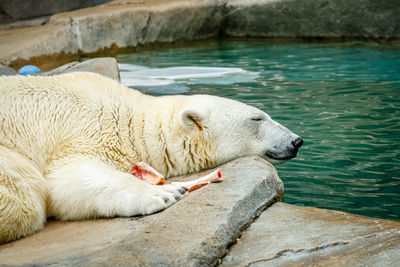 Close-up side view of a sleeping animal