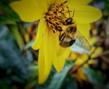 Close-up of honey bee pollinating on yellow flower