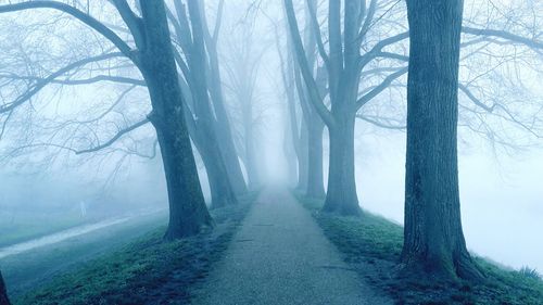 Road amidst trees in forest during winter