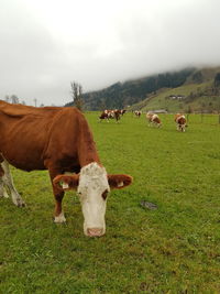 Cows on field against sky