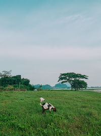 Scenic view of grassy field against sky