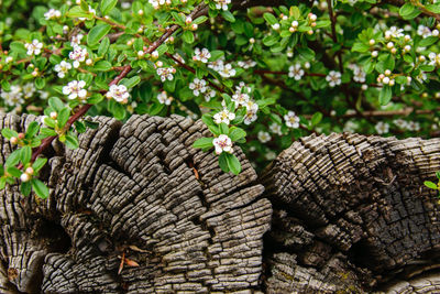 Close-up of flowering plant by tree