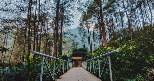 Low angle view of footbridge amidst trees in forest