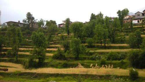 Trees on landscape against clear sky