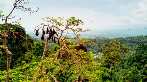 Trees and plants on land against sky