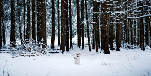 View of a forest during winter