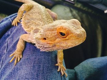 Close-up of lizard