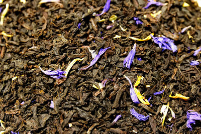 High angle view of purple crocus on field