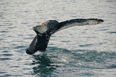 View of turtle in sea