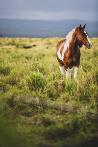 View of a horse on field