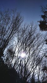 Low angle view of bare trees against sky