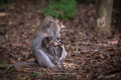 Monkey sitting in a forest