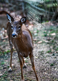 Deer standing on field