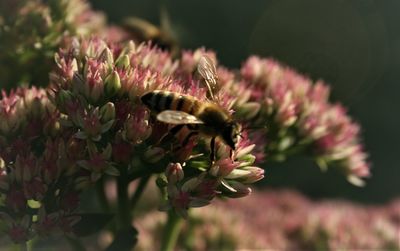 Close-up of bee pollinating on flower