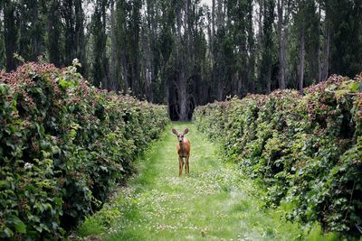 Rear view of deer walking in a farm amidst berry bushes 