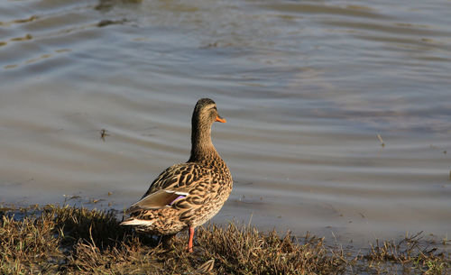 Birds on lakeshore