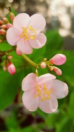 Close-up of pink flower