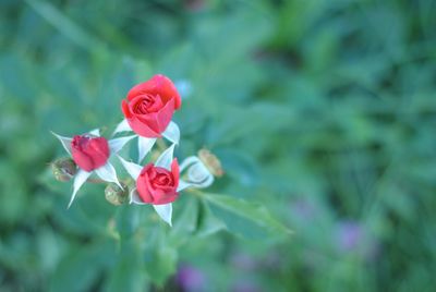 Close-up of pink rose