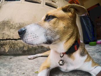 Close-up of dog looking away