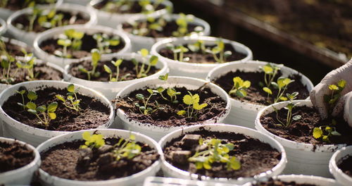 High angle view of potted plants