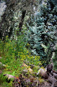 Trees growing in forest