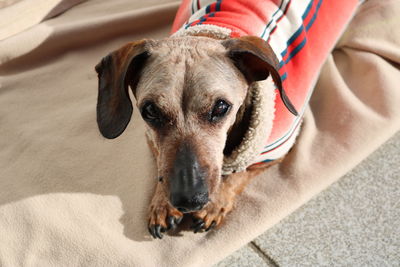 Close-up portrait of dog