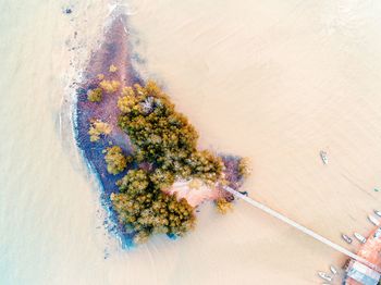 Close-up of tree on sand