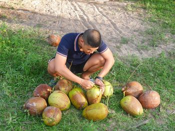 High angle view of man with fruits on field