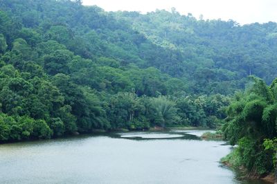 Scenic view of river with trees in background