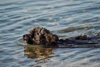 Dog swimming in lake