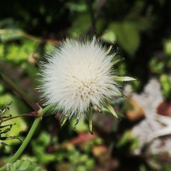 Close-up of dandelion