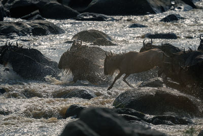 Blue wildebeest