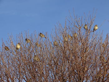 Low angle view of birds on plants against sky