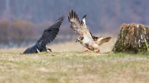 Buzzard and raven