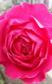 Close-up of pink rose blooming outdoors